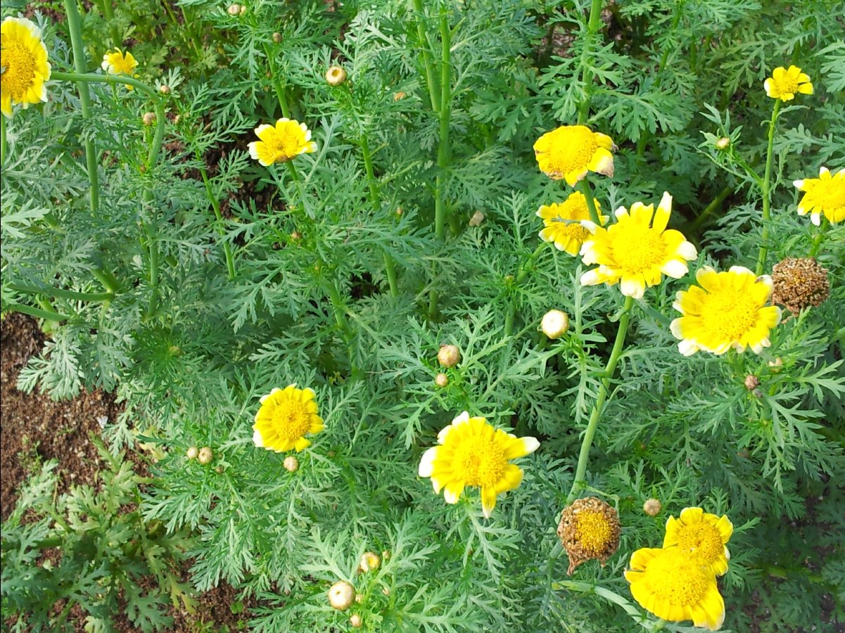 20120422Organic Farm40